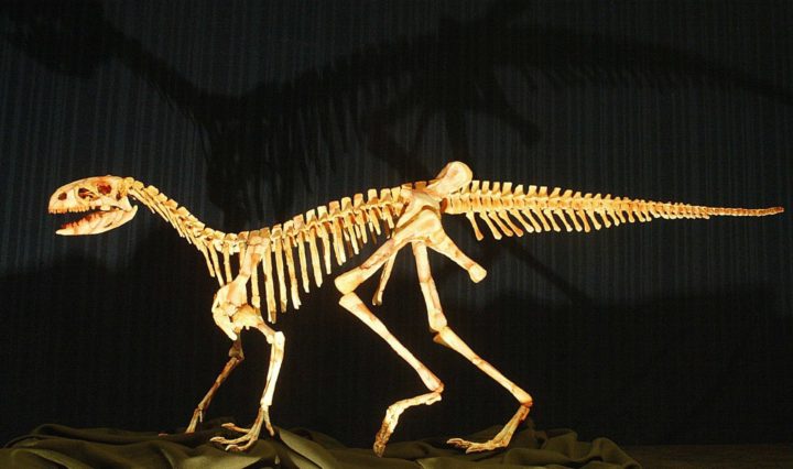 08f94c94a1f96cb20410b52ad4399c63